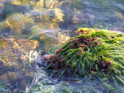 sea moss gummies for weight loss