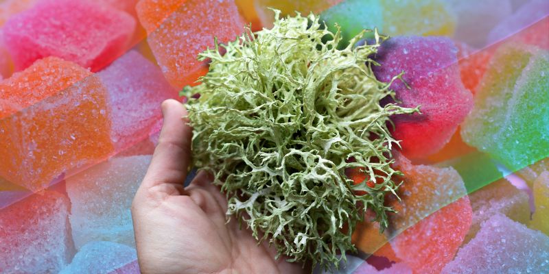 5 Best Sea Moss Gummies for Weight Loss in 2025